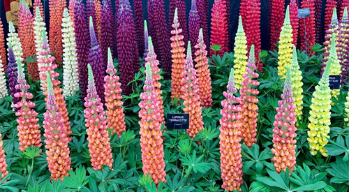 Lupins